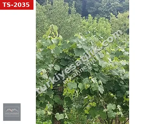 SAKARYA HENDEK İKRAMİYE KÖYÜNDE SATILIK FINDIK BAÇESİ 2 PARSEL