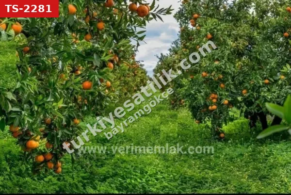 Seferihisar Bengilar'da Denize 1 Km Mesafede Satılık 3.240 M^2 Mandalina Bahçesi
